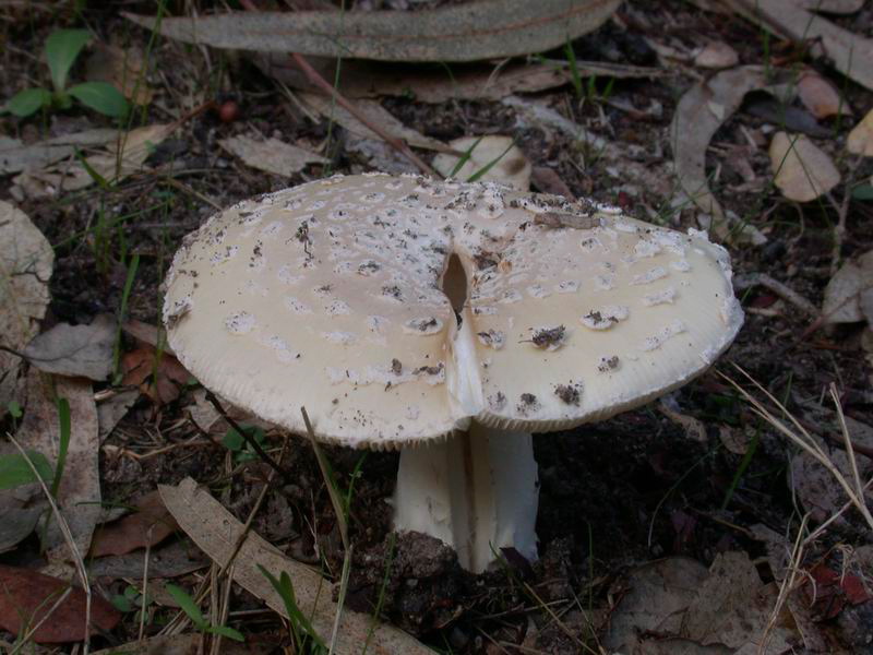 Amanita riproposta